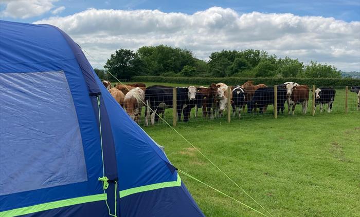 tent with cows in field by fence